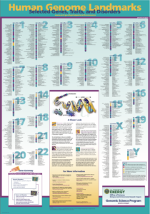 Human Genome Project poster of all the chromosomes and their traits and characteristics.